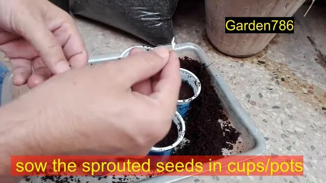 How to grow grapefruit from seeds смотреть онлайн
