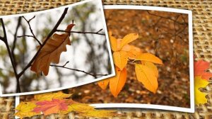 Собирая осенние листья