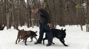 Дрессировка стаи собак, тройная восьмёрка, два варианта