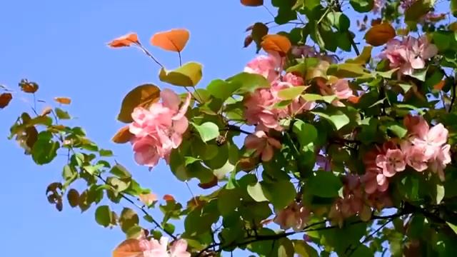 Звуки Природы Утро Пение Птиц смотреть онлайн