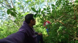 Жимолость камчатская. Сбор ягод Куст Жимолости. Ягода Жимолость Где растет? Поход в лес с семьей.