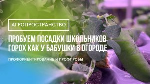 Школьники вырастили горох на воде! Результат шокирует