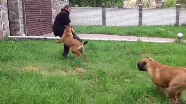 ТОП 10 ЗАПРЕЩЕННЫХ ПОРОД СОБАК ИНТЕРЕСНЫЕ ФАКТЫ Elli Di смотреть онлайн