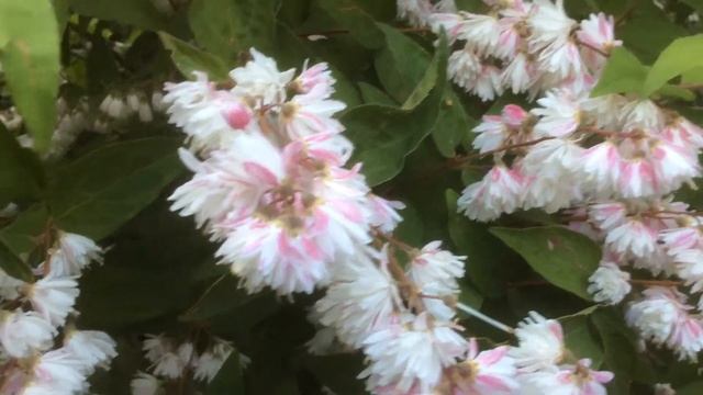 Deutzia scabra 'Plena' Parfum et fleurs à volonté смотреть онлайн