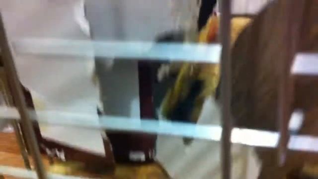 Домашние белки-хрюшки смотреть онлайн