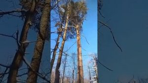 валка леса хускварна 365 с высокими рукоятками