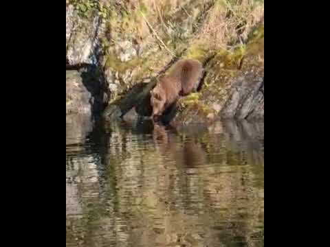 Медведь спустился на водопой к Телецкому озеру