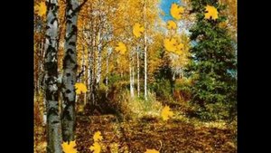 Листья желтые медленно падают (Странники)