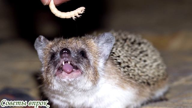 ➤Это полезно знать➤НИКОГДА НЕ БЕРИТЕ В ДОМ ДИКИХ ЕЖЕЙ!➤ смотреть онлайн