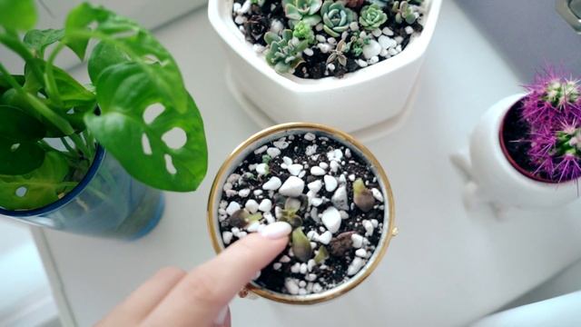 DIY-ВЛОГ: Делаю Джутом Стильное Кашпо и Разговариваю | НОВОЕ РАБОЧЕЕ МЕСТО - Коллекция цветов смотреть онлайн