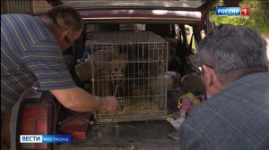 Костромские охотоведы спасли одинокого четырехмесячного медвежонка
