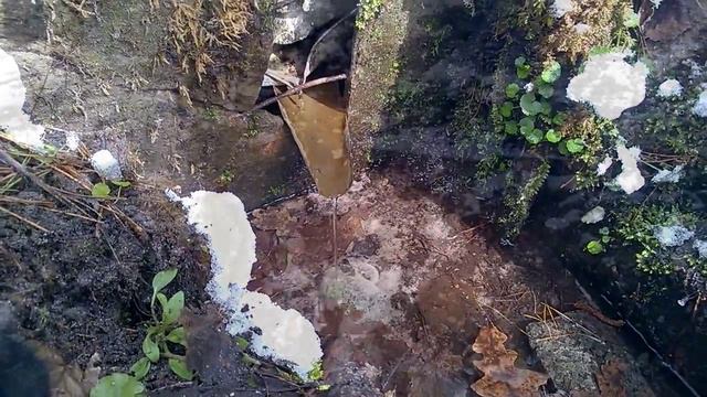 Маленький родничок у истоков Сапсаева пруда в Пуще-Водице смотреть онлайн