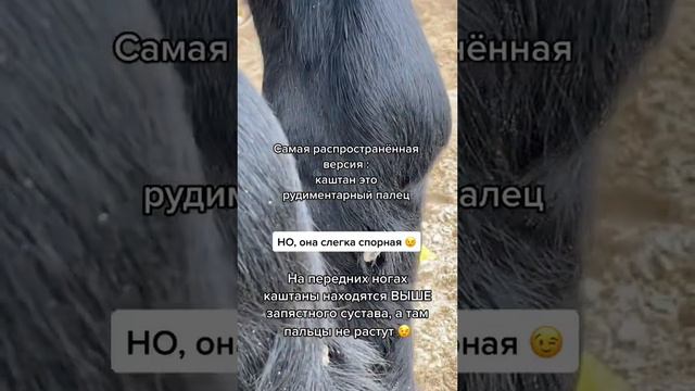 Вопросы в TikTok: О каштанах. Лошади