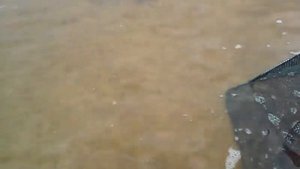 Раколовка зонтик ловит плотву и бычок