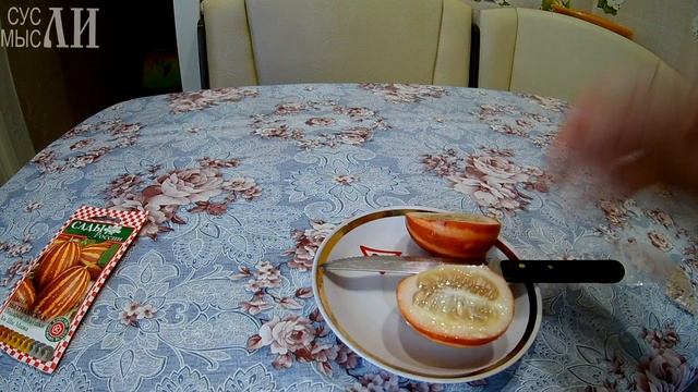 Дыня вьетнамская. Сады России