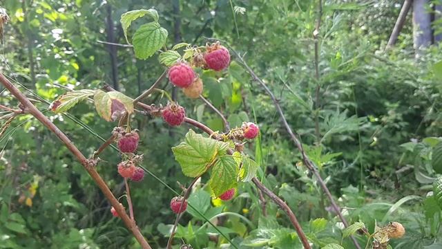 Прогулка от реки Язьва Красновишерского р-на Пермского края смотреть онлайн