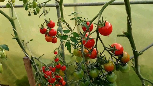 Томат Волшебный Каскад смотреть онлайн