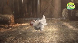 The chicken song, Chicken Dance, Chicken Song, rooster crowing - Funny Chicken Dance, funny cow
