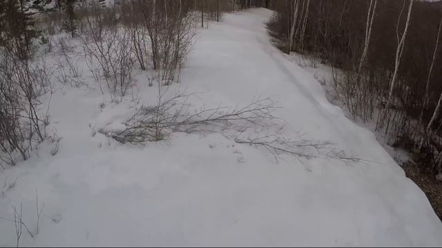 Медведь пришел на приваду/ Фото с фотоловушки/ Взял с собой металлоискатель смотреть онлайн