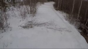 Медведь пришел на приваду/ Фото с фотоловушки/ Взял с собой металлоискатель