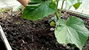 Подвязываем огурцы в теплице