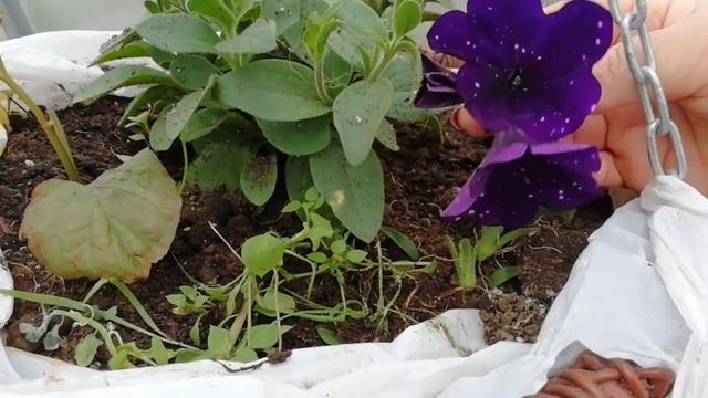 ПЕТУНИЯ Удалять или нет первые цветочки? Хлороз листьев 