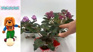 Фиалка Emergency под лампой RostokFarm