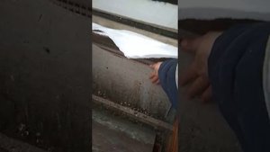 Куры в теплице зимой. Сибирь.