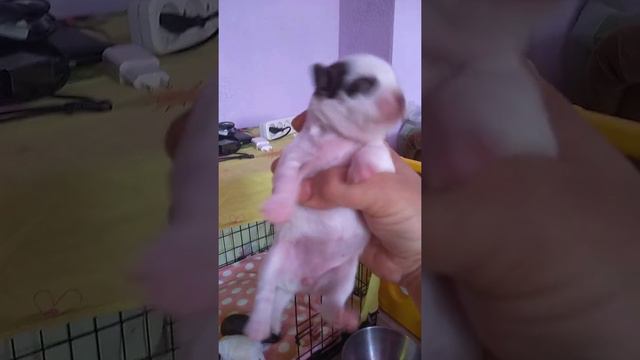 Взвешивание щенков чихуахуа 11 дней