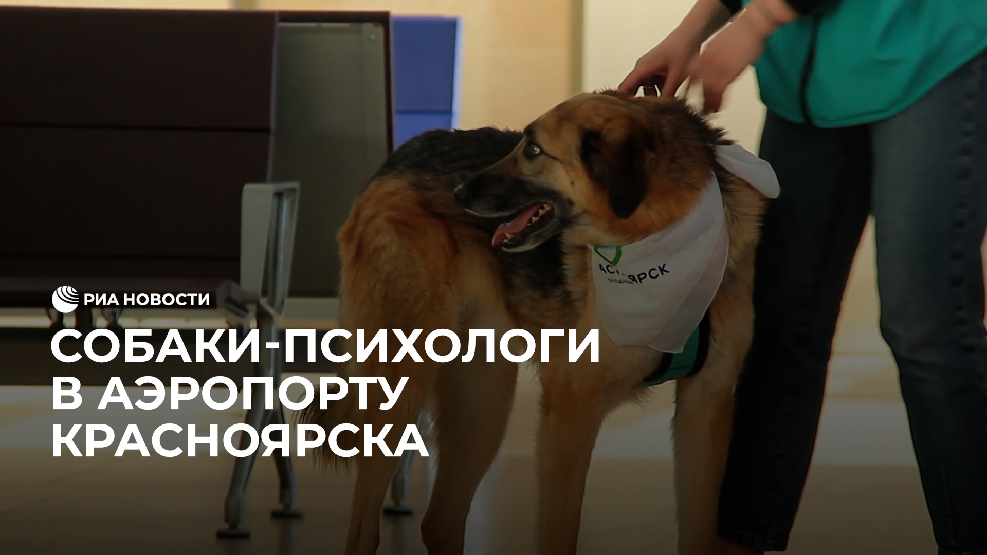 Собаки-психологи в аэропорту Красноярска