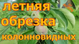 ЛЕТНЯЯ обрезка КОЛОННОВИДНЫХ яблонь! Просто и понятно!