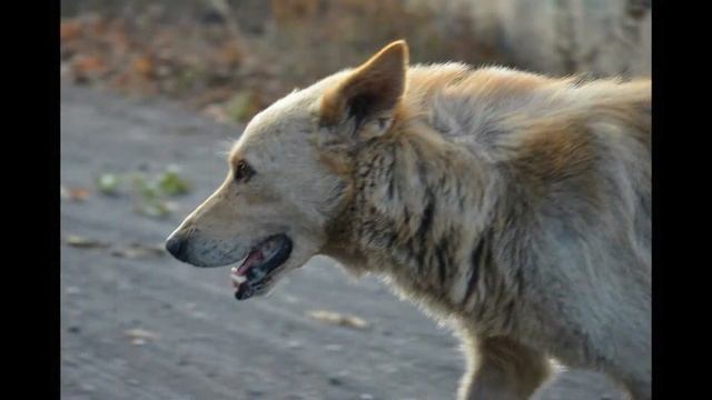 Крутой и универсальный недорогой объектив Nikon Nikkor 18-105mm 1:3.5-5.6G Примеры фотографий смотреть онлайн