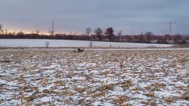 Raylan-American Water Spaniel смотреть онлайн