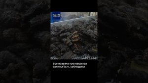 Кукумария: морской деликатес с характером