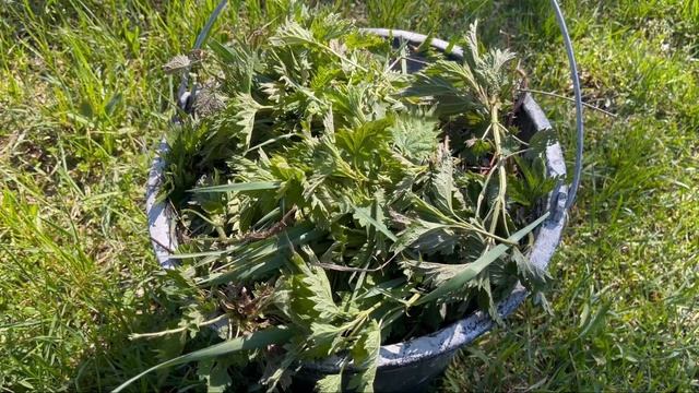 Крапива как удобрение. смотреть онлайн