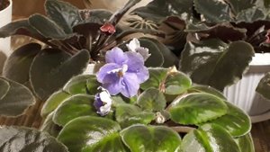 Чем накормить фиалку! Состав, виды, формы и способы внесения удобрений!