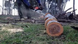 Stihl MS241