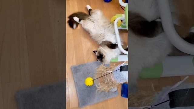 Как определить погоду по кошке ? смотреть онлайн