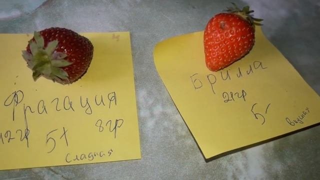 Сравнение клубники сортов Фрагация, Брилла и Шарлота