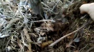 Удобряем голубику. Июнь