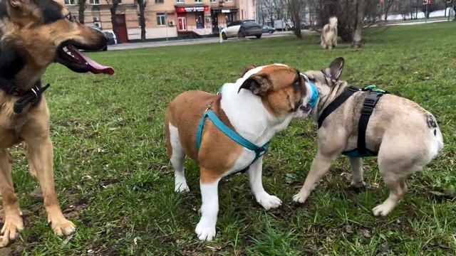 Опасные игры бульдогов ? | Черри жадничает ? смотреть онлайн