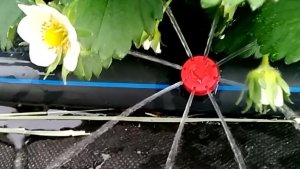 Капельный полив своими руками. Переходим с капельной ленты на спринклер (капельницу) на клубнике