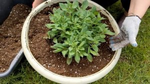 ПЕТУНИЯ??? Изи Вейв Роуз Фьюжн из семян переезжает в кашпо/Подмосковье, 21.05.2023