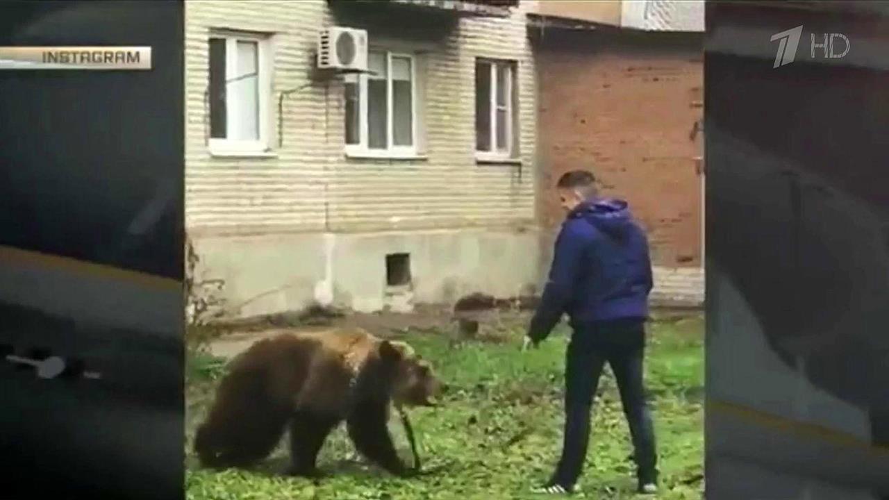 Человек с медведем на поводке привлек внимание жит... Таганрога и местных правоохранительных органов