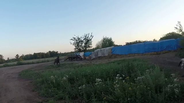 Табун лошадей. смотреть онлайн