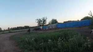 Табун лошадей.