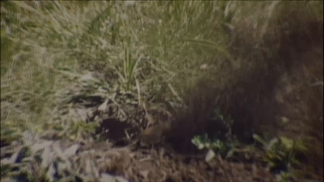 THE BAWDIES - EMOTION POTION