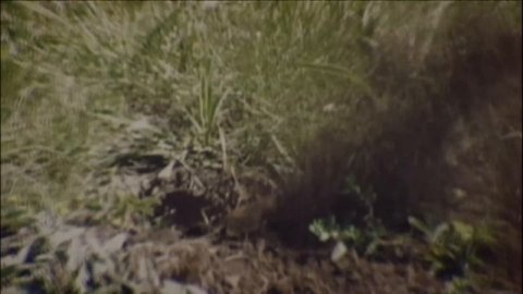 THE BAWDIES - EMOTION POTION