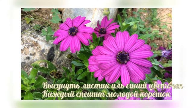 Весна в Греции Природа Цветы