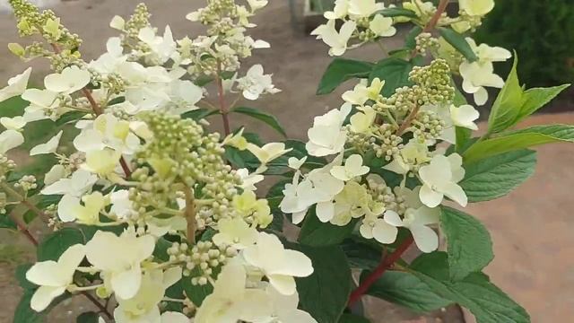 ❤️Гортензии серии Петит Стар,Фловер,Лантерн.❤️ смотреть онлайн